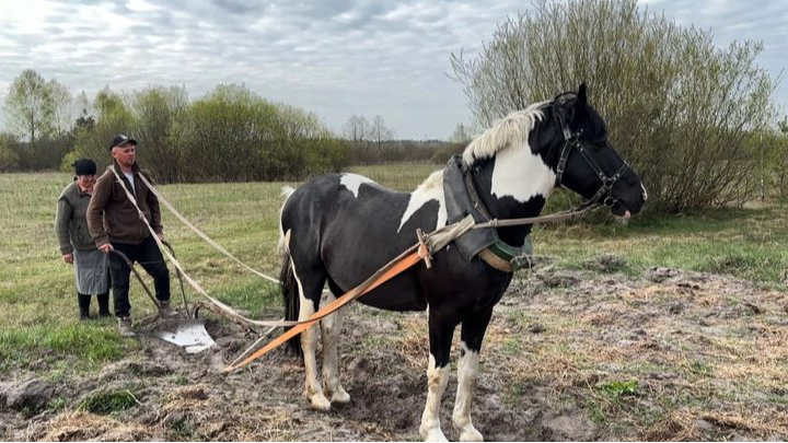 Як на Волині садять картоплю «під коника»: важка щоденна праця родини