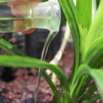 Бурштинова кислота - швидка допомога для рослин: простий рецепт без складних розрахунків