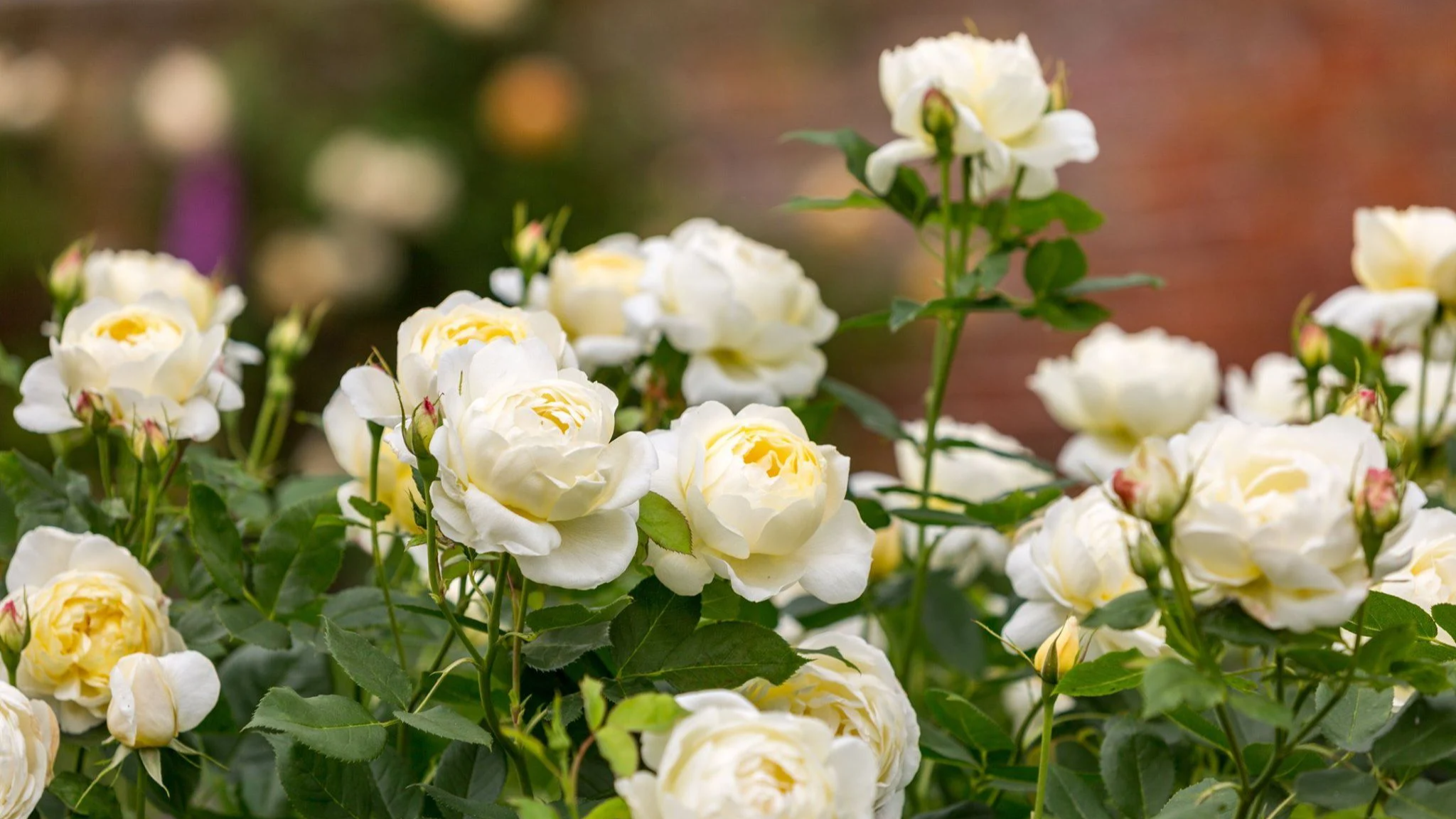 Не треба поспішати: коли і як обрізати троянди восени, щоб вони добре пережили зиму
