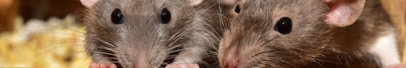 Феноменальний спосіб за 2 хв: як швидко позбутися гризунів восени