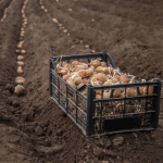 Чим обробити ранню і пізню картоплю перед посадкою