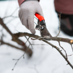 Не вбийте врожай: чому не варто різко обрізати дерева під час відлиги взимку