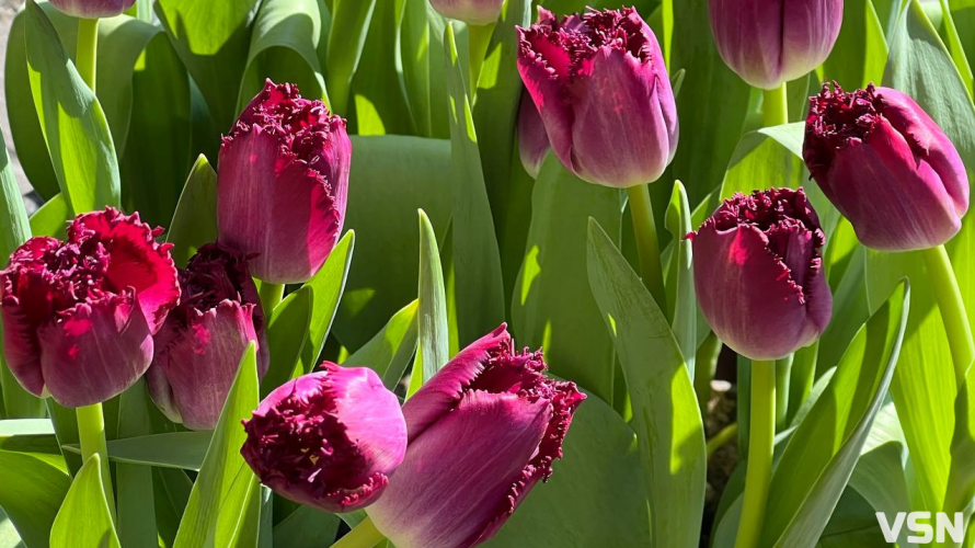 Чи відзначають лучани 8 березня та що дарують жінкам