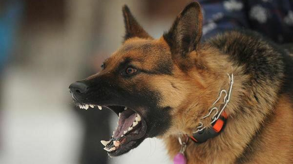 У волинянина конфіскували вівчарку за напад на дитину