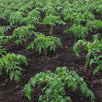 Не заморозки, а спека: що насправді знищує томати і як врятувати врожай вже зараз