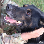 По гарячих слідах бандита, наркоканал та іржаві "сюрпризи": робота К-9 на Волині