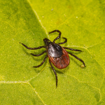 Як захиститися від кліщів без хімії: прості домашні засоби
