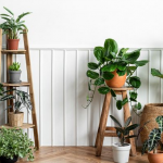 «Чарівна вода» для кімнатних рослин: ложка цього копійчаного засобу зробить диво з вашими вазонами