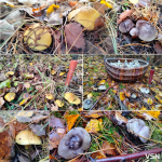 У пошуках зеленого золота: як на Волині збирають зелениці