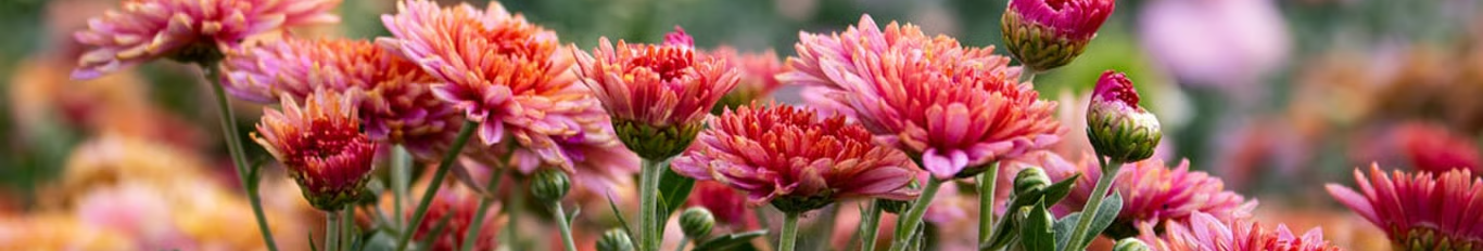 Спосіб «легше легкого»: чим укрити хризантеми на зиму