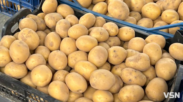 Скільки коштує картопля нового врожаю на Центральному ринку Луцька