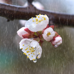 прогноз погоди в Україні на 4-5 квітня