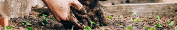 Коли садити овочі та зелень: як перевірити, що ґрунт готовий для посіву