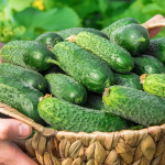 Три високоврожайні та невибагливі сорти огірків