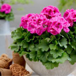 Чим заборонено підживлювати калачики: пеларгонія втратить усі квіти