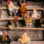 Як не втратити яйця: топ-6 помилок у догляді за курми