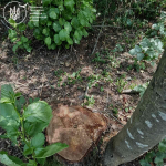 Понад 2 мільйони гривень збитків: на Волині незаконно вирубали 1251 дерево