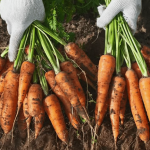 Ці сорти моркви виростають солодкими, як цукор: посадіть їх на городі цього року