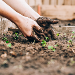 Коли садити овочі та зелень: як перевірити, що ґрунт готовий для посіву