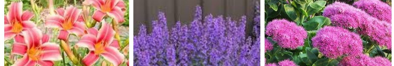 П’ять витривалих багаторічників, що можуть рости до 10 років без пересадки