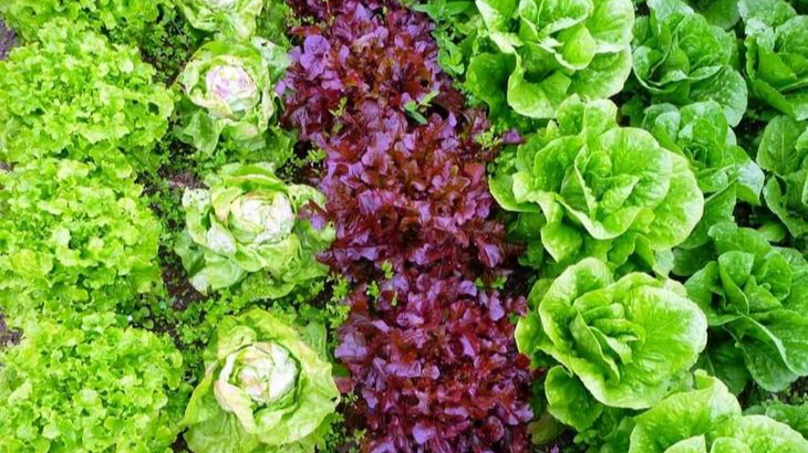 найкращі сорти салатів для України