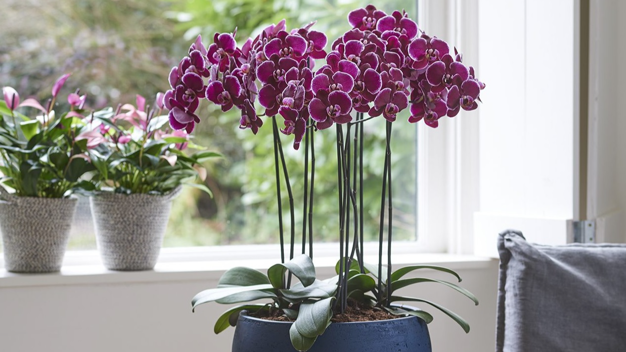 Як «розбудити» і змусити квітнути навіть суху орхідею: це підживлення робить дива
