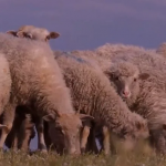 Вівцям малюють на спині хрести: як на Волині відроджують вівчарство і чим воно вигідне