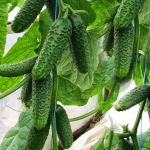 Довго плодоносять, не гірчать і родять відрами: сорти огірків, які обов’язково треба посіяти у травні