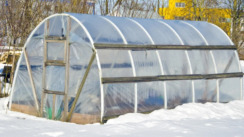 Як отримати ранню зелень і овочі: підзимовий посів у теплиці