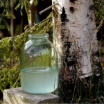 Коли починати збирати березовий сік в Україні у 2026 році та як це правильно робити