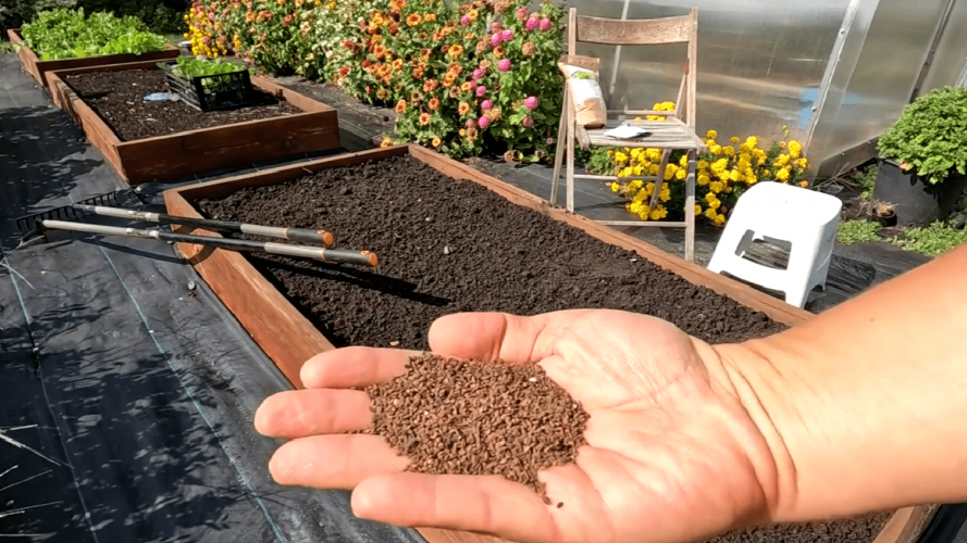 Що зробити з грядками до 1 грудня, щоб врожай 2026 року був рекордним