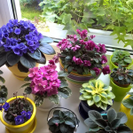 Випускають бутон за бутоном: чи підживити фіалки для рясного цвітіння