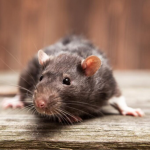 У Львові збираються закупити щурів та мишей на 114 тисяч гривень