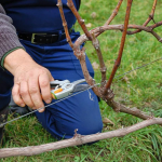 Як обрізати виноград у листопаді, щоб наступного року вродив як ніколи