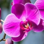 Як змусити орхідею цвісти місяцями: прості правила догляду, які працюють
