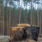 На Волині чоловік незаконно зрізав 32 дерева: як його покарали