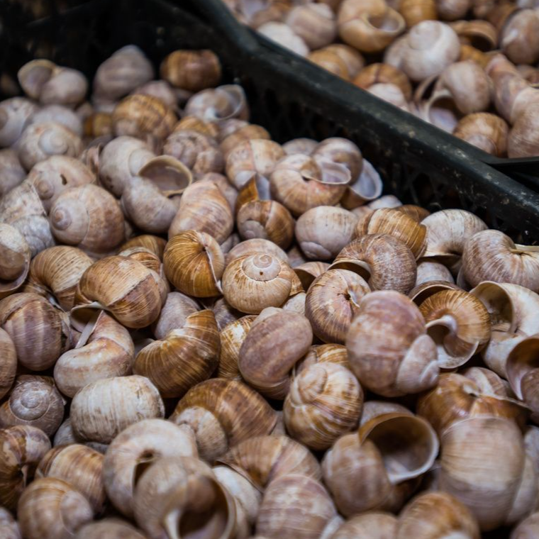 Скандал на Волині: серед лісу знайшли купу равликових панцирів