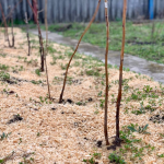 Збиратимете урожай відрами: чим мульчувати малину восени, щоб надійно захистити корені