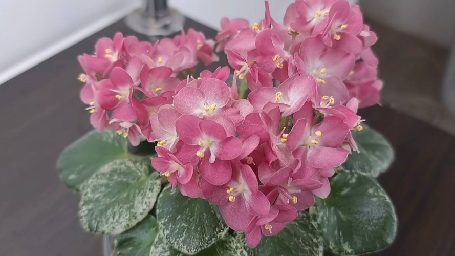 Фіалки не цвітуть? Спробуйте простий настій із бананових шкірок