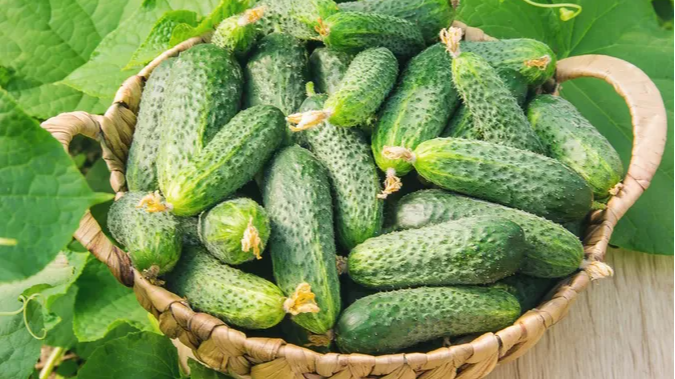 Огірки скидають зав’язь? Допоможе простий продукт з кухні