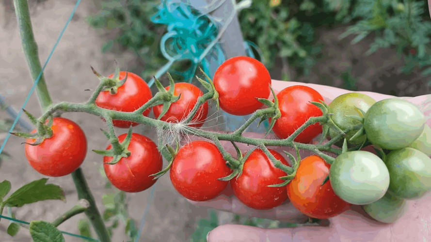 Як захистити томати від фітофтори