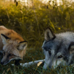 Вовки та лисиці на Волині: яка ситуація з нападами диких тварин у громадах?