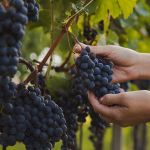 Як захистити виноград від весняних заморозків: перевірені поради