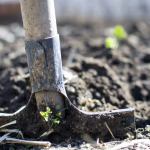 Весняні помилки городників: що ви робите дарма і через що втрачаєте врожай