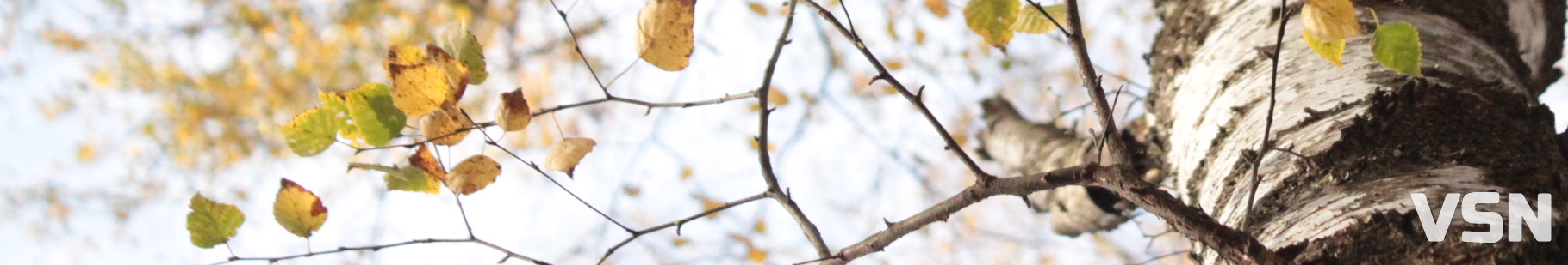 Якою буде погода на Волині та у Луцьку на вихідні 1 та 2 листопада