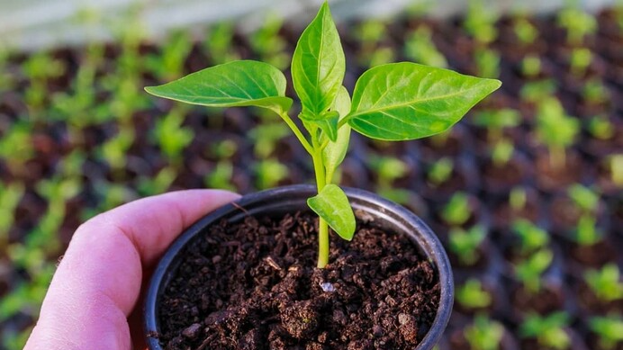 Коли садити перець на розсаду у лютому 2026 року: найкращі та заборонені дати за фазами Місяця