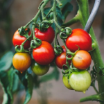 Одна помилка в лунці — і врожаю не буде: як посадити помідори правильно