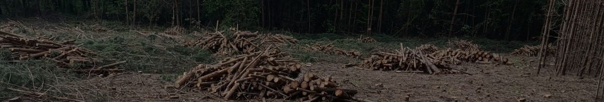 На Волині незаконно вирубали понад сотню дерев – техніку вилучили