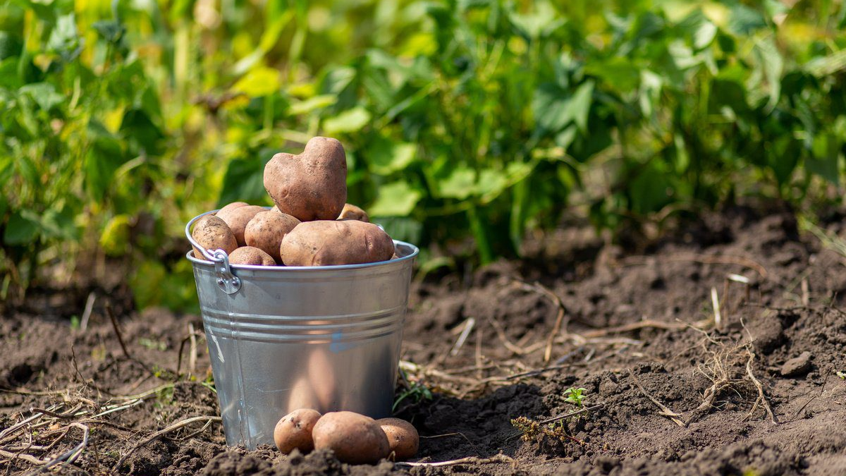 Які сорти картоплі найкраще садити на Волинському Поліссі: дають величезний врожай