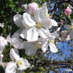 П’ять кроків до щедрого врожаю: календарний план догляду за деревами на Волині